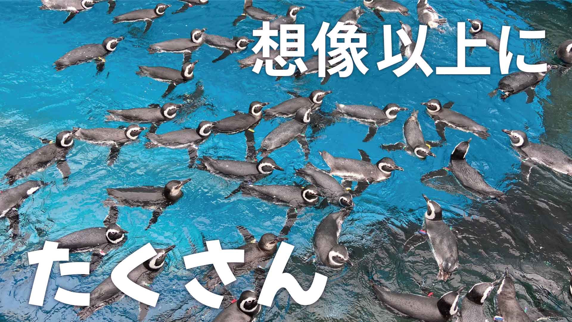 上越市立水族博物館 うみがたりの画像