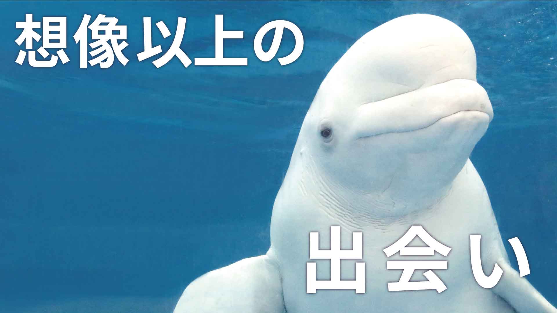 横浜・八景島シーパラダイスの画像